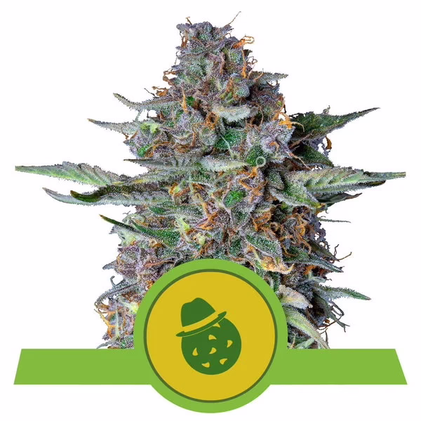 Do-Si-Dos Auto Seeds by Royal Queen Seeds