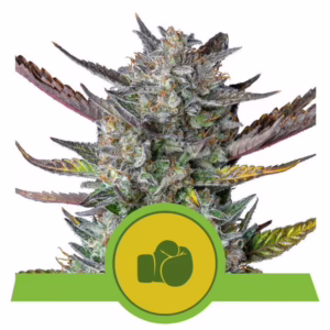 Purple Punch Auto Seeds by Royal Queen Seeds