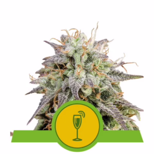Mimosa Auto Seeds by Royal Queen Seeds