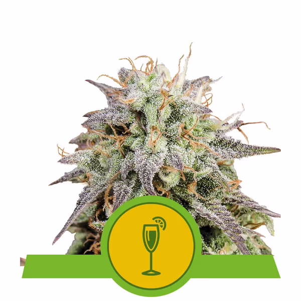 Mimosa Auto Seeds by Royal Queen Seeds