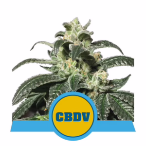 Royal CBDV Auto Seeds by Royal Queen Seeds