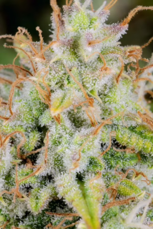 Cinderella Auto Seeds by Fast Buds