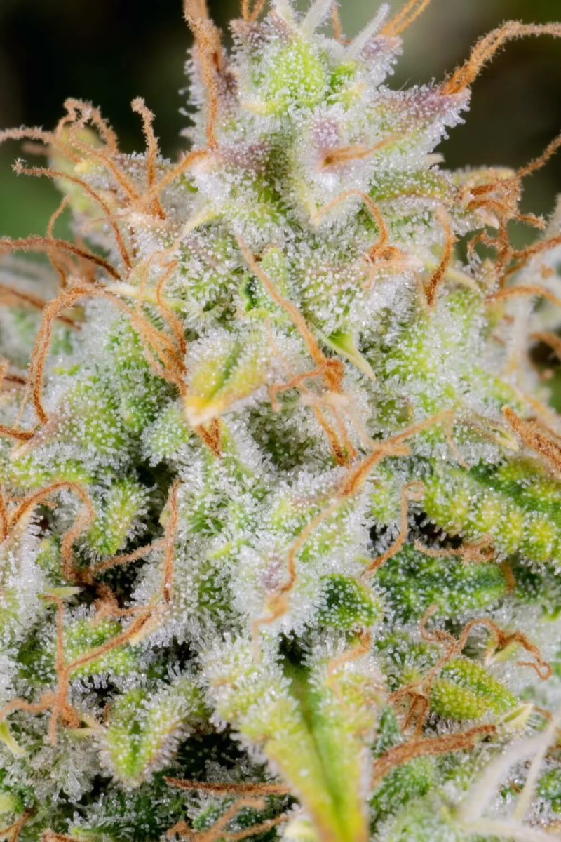 Cinderella Auto Seeds by Fast Buds