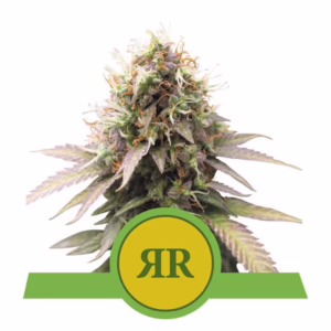 Royal Runtz Auto Seeds by Royal Queen Seeds