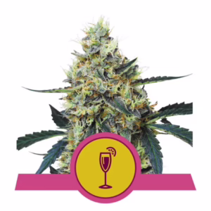 Mimosa Seeds by Royal Queen Seeds