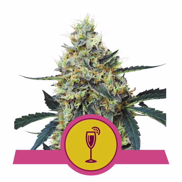 Mimosa Seeds by Royal Queen Seeds