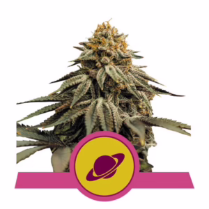 Royal Skywalker Seeds by Royal Queen Seeds