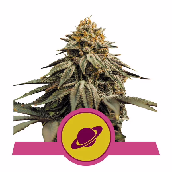 Royal Skywalker Seeds by Royal Queen Seeds