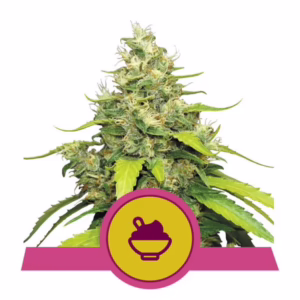 Blue Gelato Seeds by Royal Queen Seeds