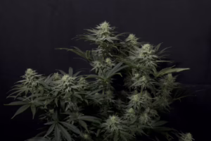 GG4 Sherbet Fast Seeds by Fast Buds