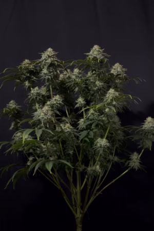 Gorilla Cookies Fast Seeds by Fast Buds