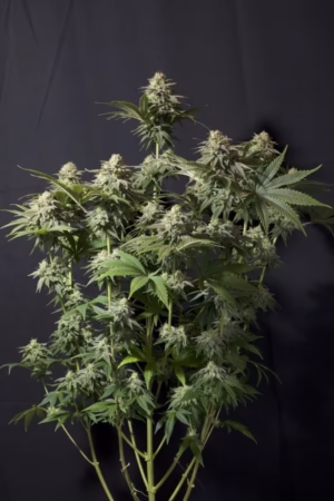 Orange Sherbet Fast Seeds by Fast Buds