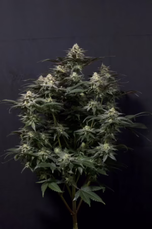 Purple Lemonade Fast Seeds by Fast Buds
