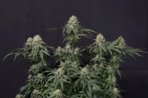 Tropicana Cookies Fast Seeds by Fast Buds