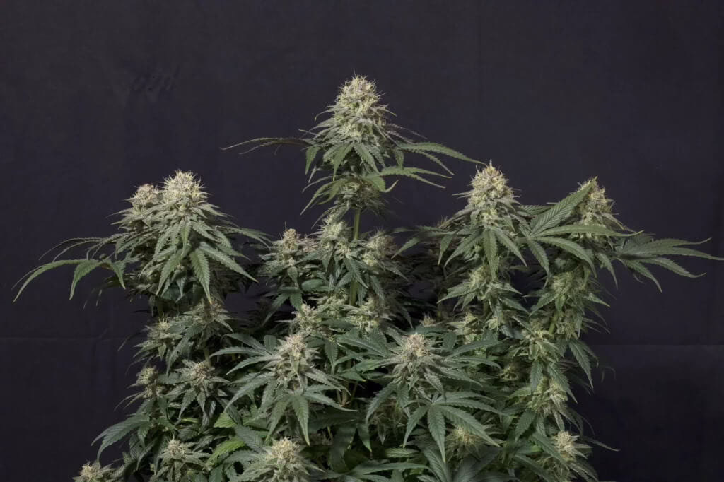 Tropicana Cookies Fast Seeds by Fast Buds