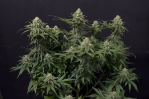 Wedding Cheesecake Fast Seeds by Fast Buds