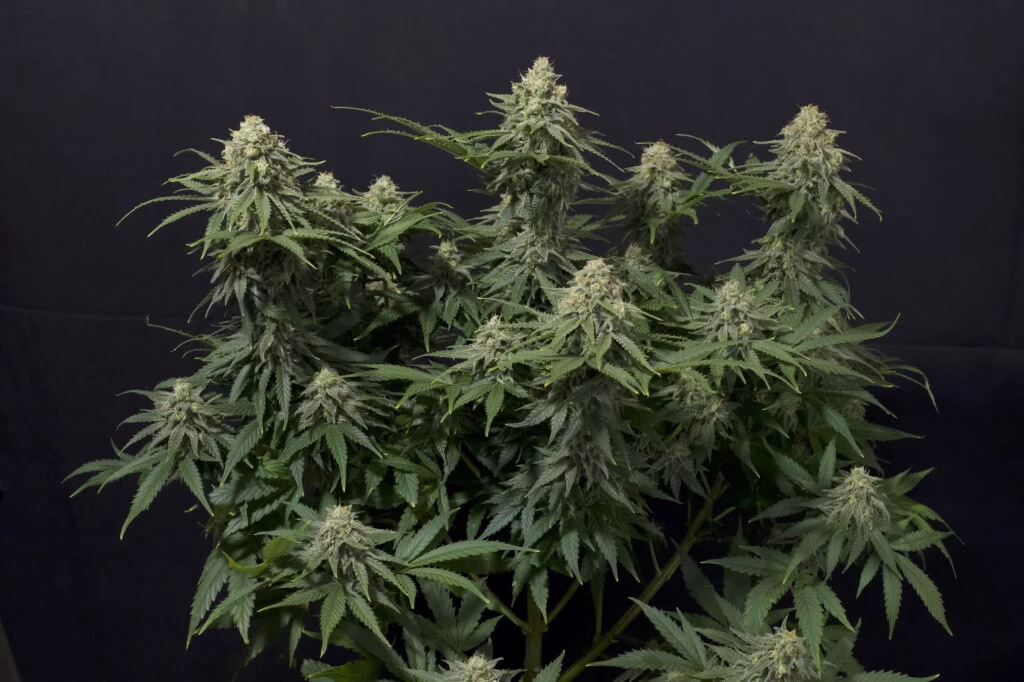 Wedding Cheesecake Fast Seeds by Fast Buds