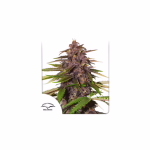 Forbidden Cherry Auto Seeds by Dutch Passion