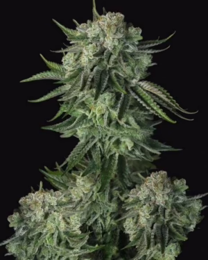 Moby Dick Auto Seeds by Fast Buds