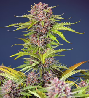 Mimosa Bruce Banner XL Auto Seeds by Sweet Seeds