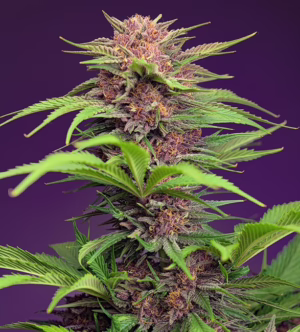 Red Mimosa XL Auto Seeds by Sweet Seeds