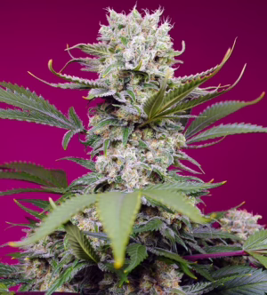 Sweet Mandarine Zkittlez XL Auto Seeds by Sweet Seeds