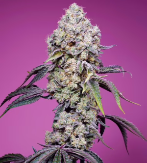 Sweet Mandarine Zkittlez F1 Fast Seeds by Sweet Seeds