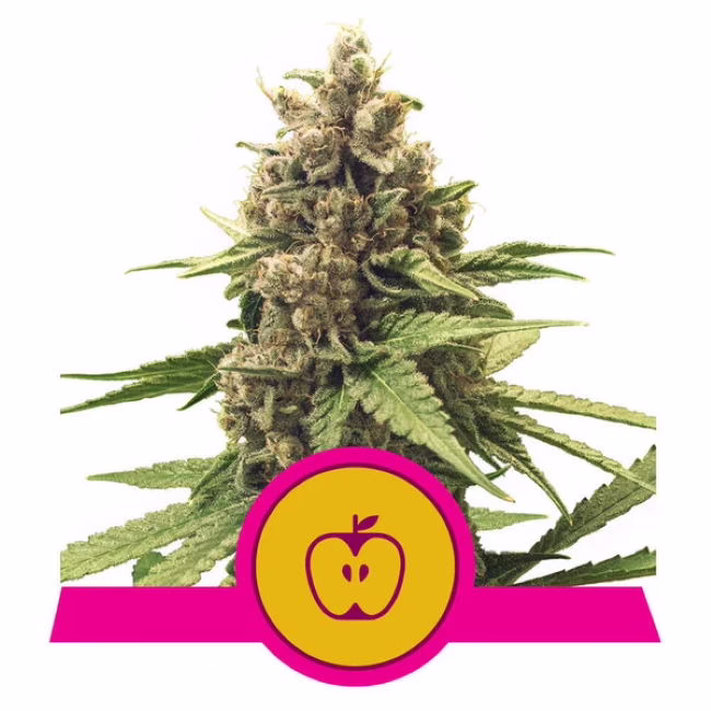 Apple Fritter Seeds by Royal Queen Seeds