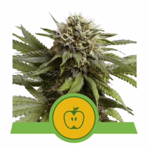 Apple Fritter Auto Seeds by Royal Queen Seeds