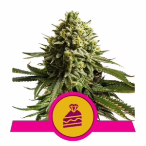 Wedding Cake Seeds by Royal Queen Seeds