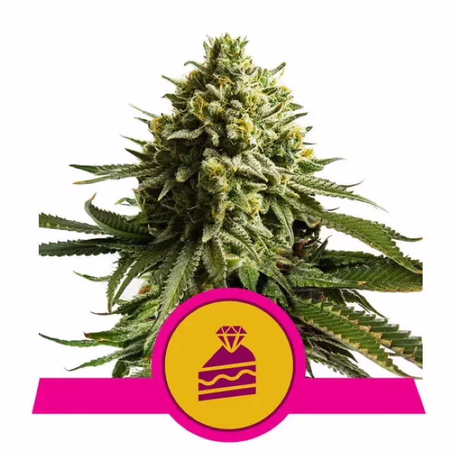 Wedding Cake Seeds by Royal Queen Seeds