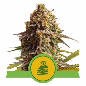 Wedding Cake Auto Seeds by Royal Queen Seeds