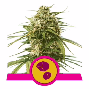 Gushers Seeds by Royal Queen Seeds