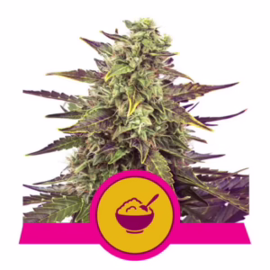 Cereal Milk Seeds by Royal Queen Seeds