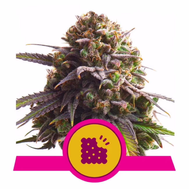 Biscotti Seeds by Royal Queen Seeds