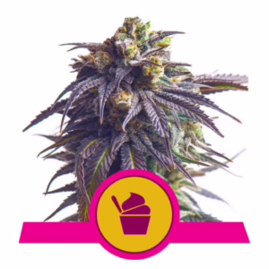 Sundae Driver Seeds by Royal Queen Seeds