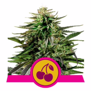 Cherry Pie Seeds by Royal Queen Seeds