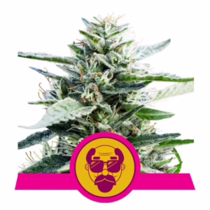 Granddaddy Purple Seeds by Royal Queen Seeds