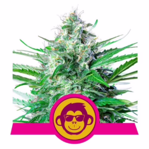 Grape Ape Seeds by Royal Queen Seeds