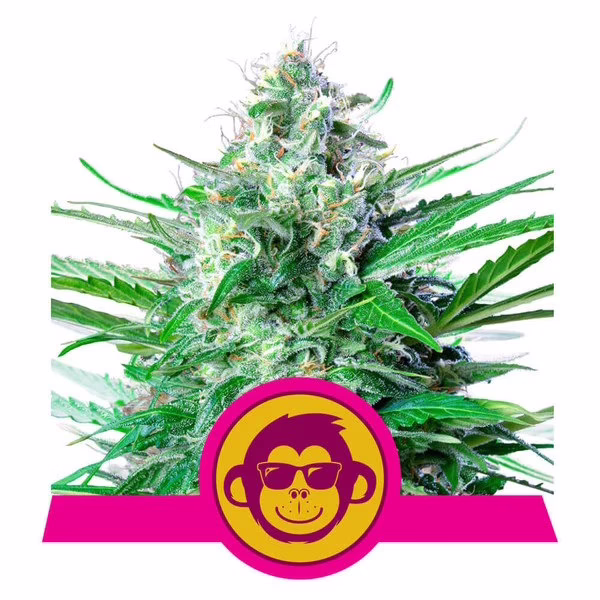 Grape Ape Seeds by Royal Queen Seeds