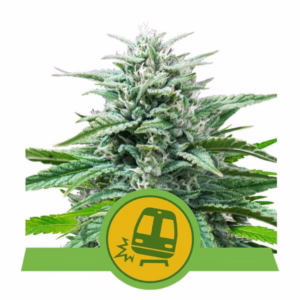 Trainwreck Auto Seeds by Royal Queen Seeds