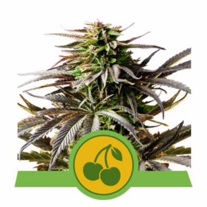 Cherry Pie Auto Seeds by Royal Queen Seeds