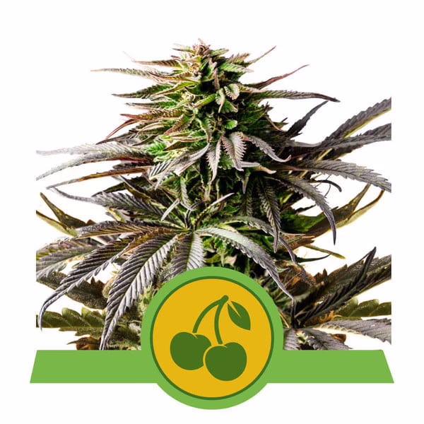 Cherry Pie Auto Seeds by Royal Queen Seeds