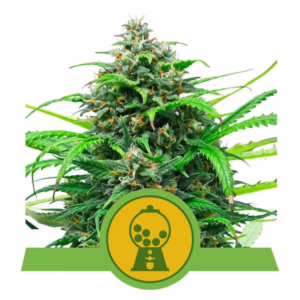 Pink Runtz Auto Seeds by Royal Queen Seeds