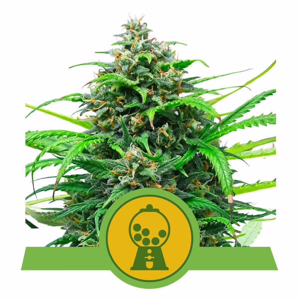 Pink Runtz Auto Seeds by Royal Queen Seeds