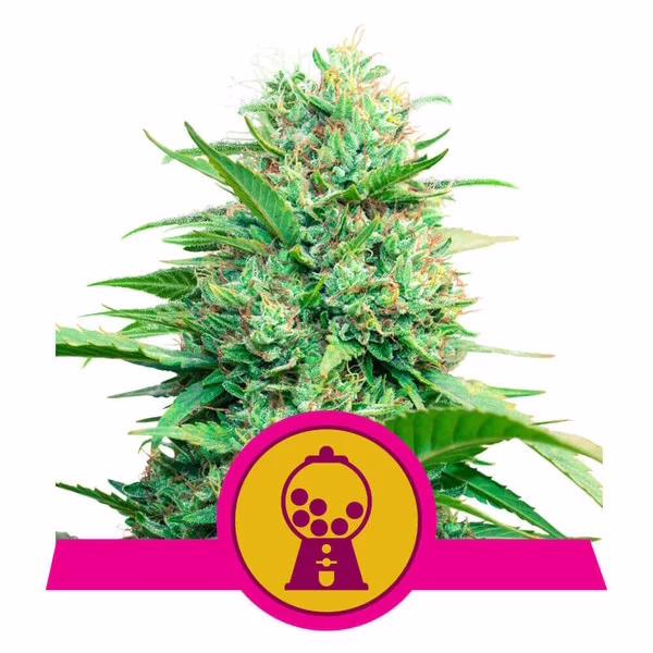 Pink Runtz Seeds by Royal Queen Seeds