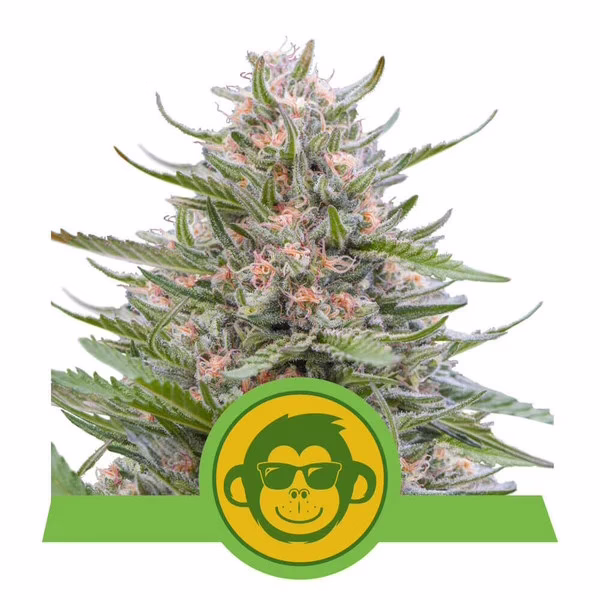 Grape Ape Auto Seeds by Royal Queen Seeds