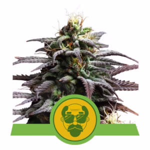 Granddaddy Purple Auto Seeds by Royal Queen Seeds