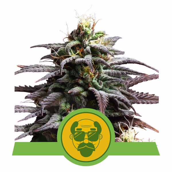 Granddaddy Purple Auto Seeds by Royal Queen Seeds