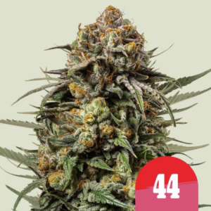 Gelato 44 Seeds by Royal Queen Seeds